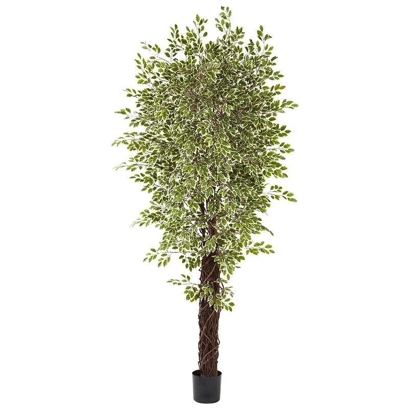 7.5ft. Potted Variegated Mini Ficus Tree