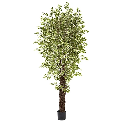 7.5ft. Potted Variegated Mini Ficus Tree