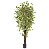 7.5ft. Potted Variegated Mini Ficus Tree