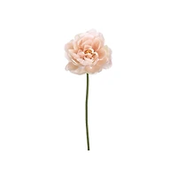 Soft Pink Peony Stem