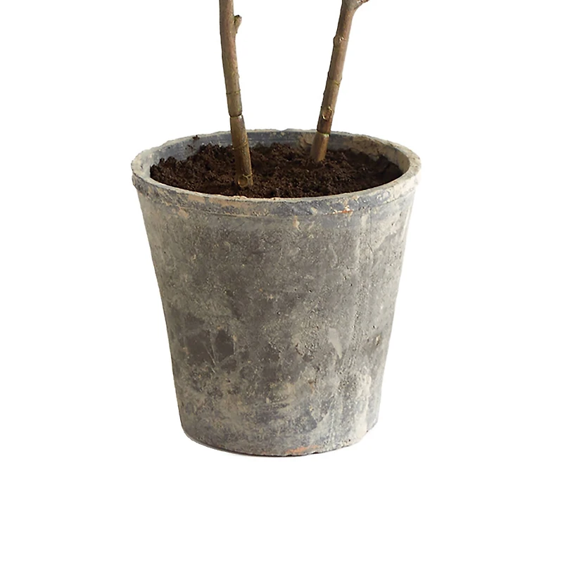 3.5ft. Fiddle Leaf Fig Tree