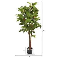 4ft. Potted Fig Tree