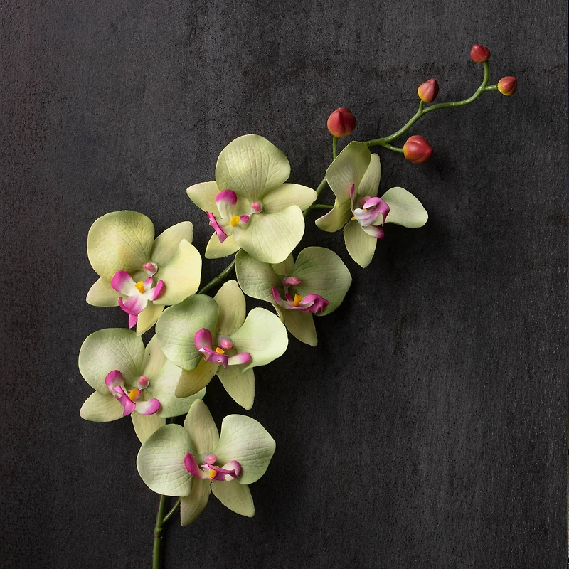 12 Pack: Green & Pink Orchid Spray by Ashland®