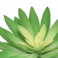 6.25" Succulent in White Ceramic Pot by Ashland®
