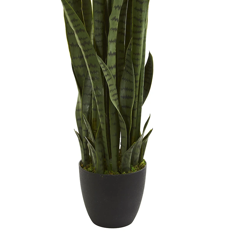 3.5ft. Potted Snake Plant