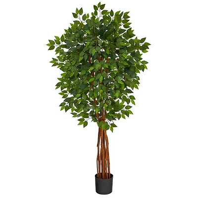 5.5ft. Potted Super Deluxe Ficus Tree