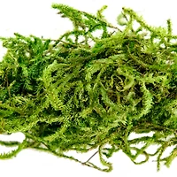 Preserved Forest Moss by Ashland®