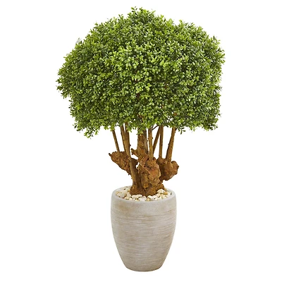 3ft. Boxwood Topiary Tree in Sandstone Planter