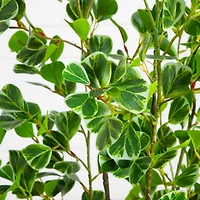 5ft. Artificial Heart Shaped Ficus Leaf Tree