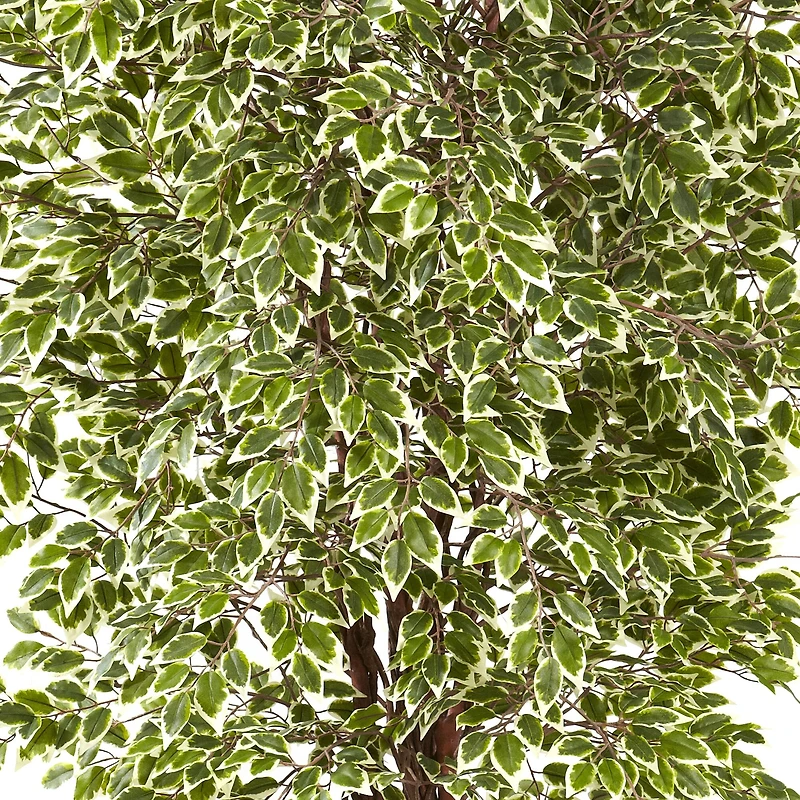 7.5ft. Potted Variegated Mini Ficus Tree