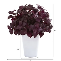 14" Basil Plant in White Planter