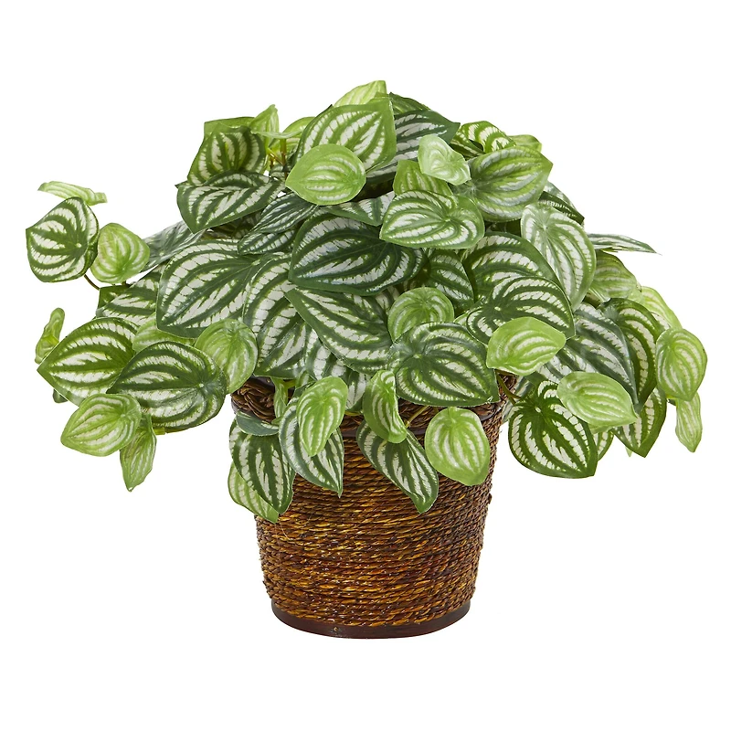 13" Watermelon Peperomia Artificial Plant in Basket