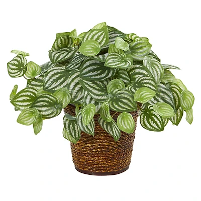 13" Watermelon Peperomia Artificial Plant in Basket