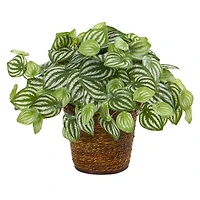 13" Watermelon Peperomia Artificial Plant in Basket