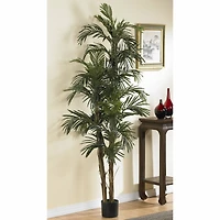 6ft. Potted Robellini Palm Tree