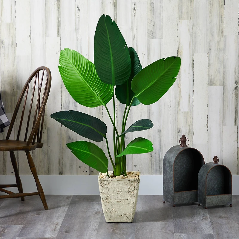 4ft. Travelers Palm Tree in Country White Planter