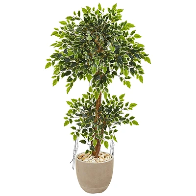 4.5ft. Variegated Ficus Tree in Sandstone Planter