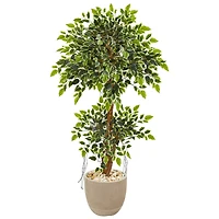 4.5ft. Variegated Ficus Tree in Sandstone Planter