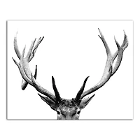 Deer Antlers 11" x 14" Canvas Wall Art