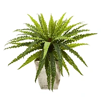 24" Asplenium in Country White Planter