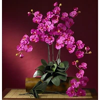 Pink Moth Orchid Stem, 12ct.