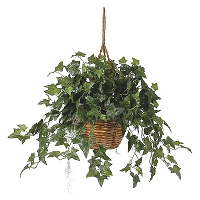 2ft. English Ivy Hanging Basket