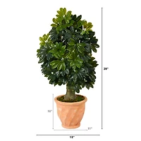 3.5ft. Umbrella Tree in Terra Cotta Planter