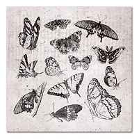 Grayscale Butterflies 24" x 24" Canvas Wall Art