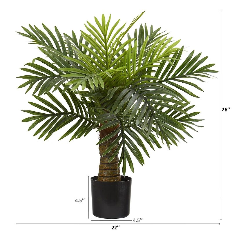 2ft. Robellini Palm Tree in Black Planter