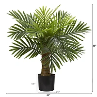 2ft. Robellini Palm Tree in Black Planter