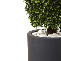 4ft. Boxwood Topiary with Gray Cylindrical Planter