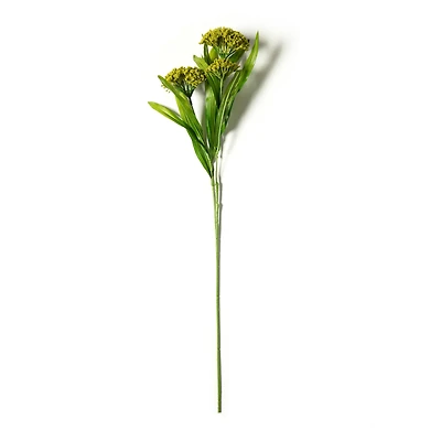Green Queen Anne's Lace Stem by Ashland®