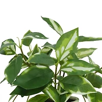 25" Variegated Hoya in White Ceramic Pot by Ashland®