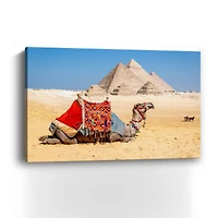 Camel Resting by the Pyramids, Giza