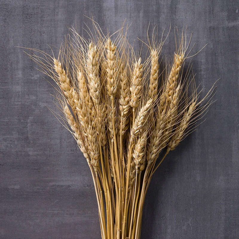 Ashland® Natural Wheat Bunch