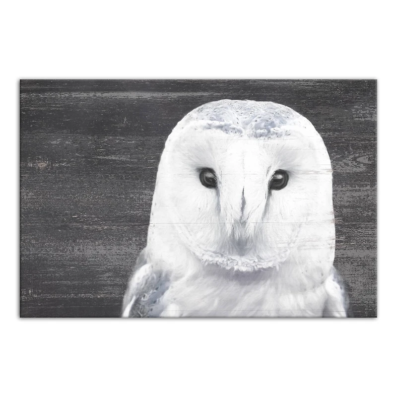 Slate Barn Owl 20" x 30" Canvas Wall Art
