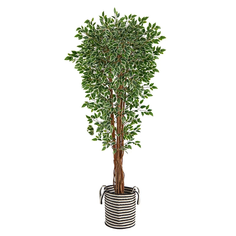6ft. Variegated Ficus Tree in Handmade Black & White Natural Jute & Cotton Planter
