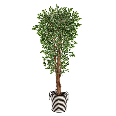 6ft. Variegated Ficus Tree in Handmade Black & White Natural Jute & Cotton Planter