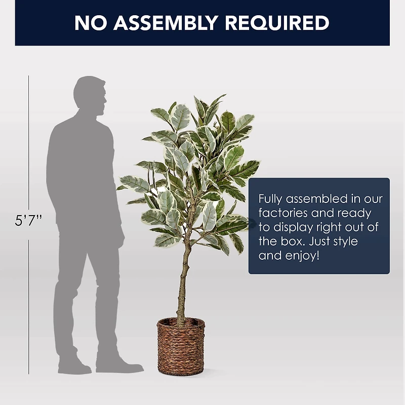 American Art Decor 5ft. Variegated Rubber Tree in Woven Basket