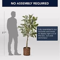 American Art Decor 5ft. Variegated Rubber Tree in Woven Basket