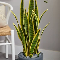 3ft. Sansevieria Plant in Gray Planter