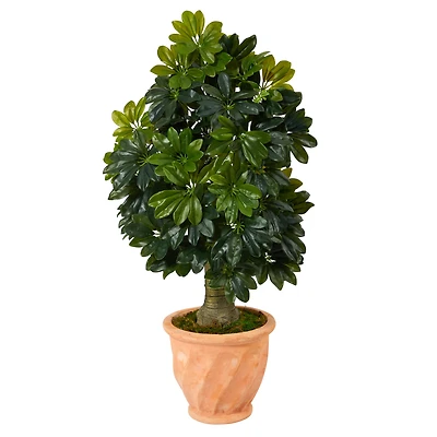 3.5ft. Umbrella Tree in Terra Cotta Planter