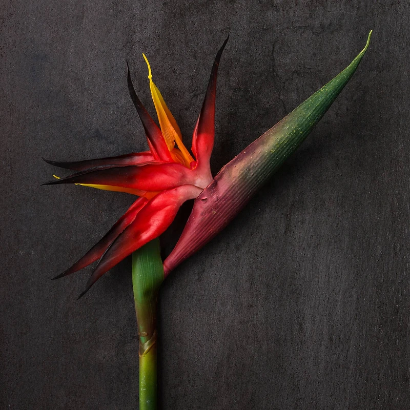 Tropical Bird of Paradise Stem by Ashland®