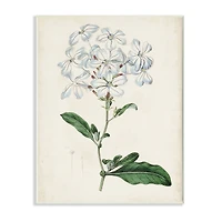Stupell Industries Rustic Garden Floral Study Charming White Blossoms Wall Plaque