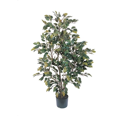 4ft. Potted Ficus Tree