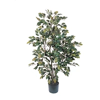 4ft. Potted Ficus Tree