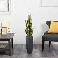 3.5ft. Snake Plant in Decorative Gray Planter
