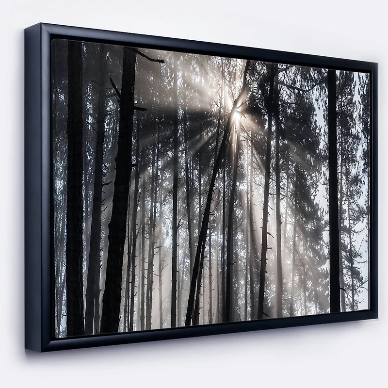 Designart - Sunbeams through Black White Forest
