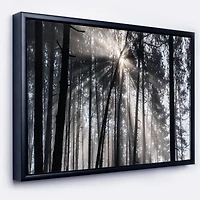 Designart - Sunbeams through Black White Forest