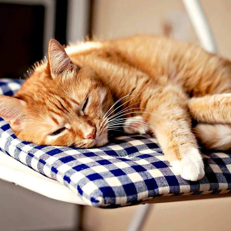 Fairfield™ 16" x 16" x 1" Project Foam Inserts, 4ct.